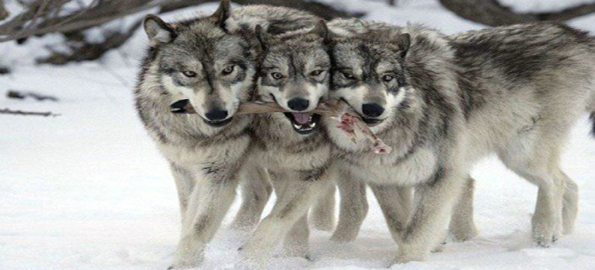 wolves eating 